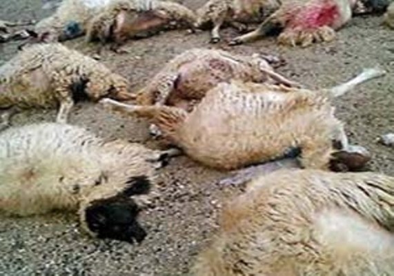 گرگ ها در هوراند 21 گوسفند را خفه کردند