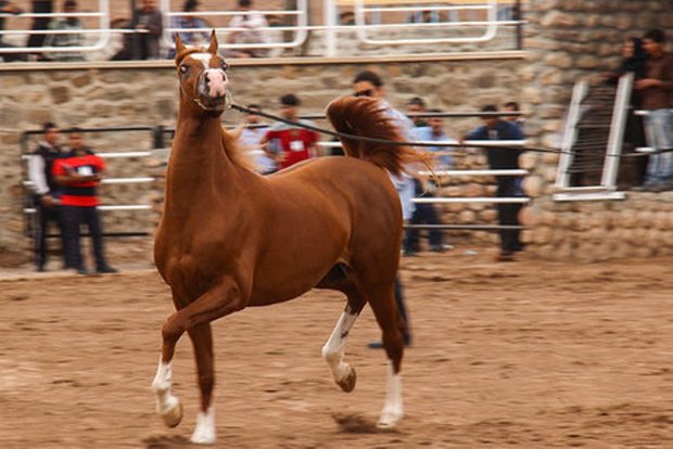 جشنواره زیبایی اسب اصیل عرب در بهار آغاز شد