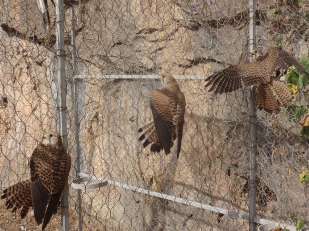 محموله بزرگ قاچاق پرندگان شکاری در لرستان کشف شد
