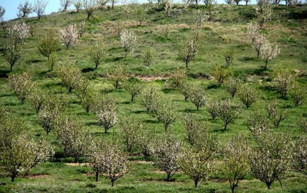 شناسایی 100 هزار هکتار زمین شیبدار برای ایجاد باغ در کهگیلویه و بویراحمد