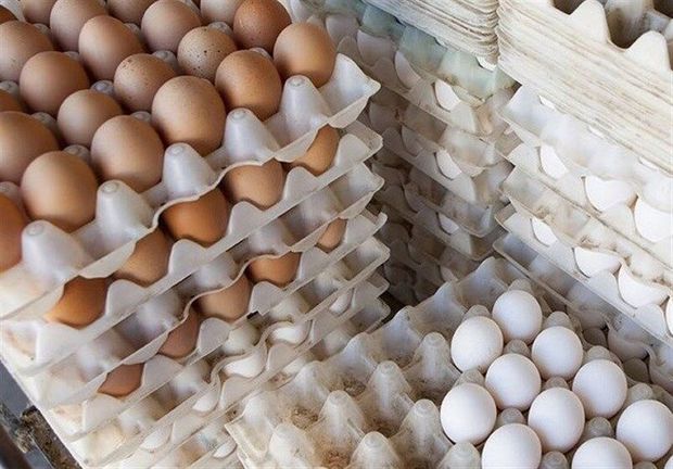 واحد بسته بندی تخم مرغ در پایتخت پلمب شد