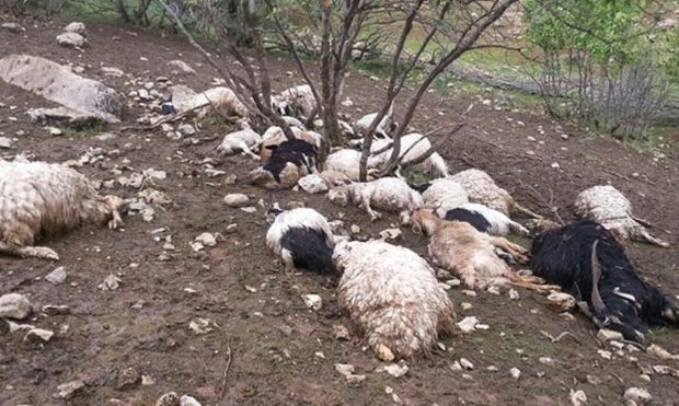27 راس گوسفند در گیلانغرب طعمه گرگ شد
