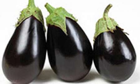 129میلیون عدد نشاءبادمجان درهرمزگان تولید شد