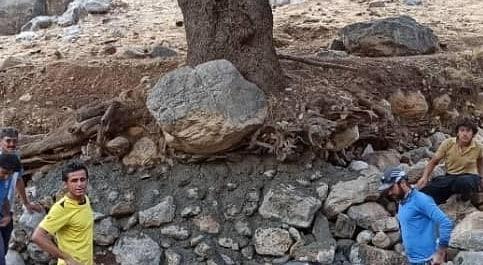 تلاش 9 ساعته هشت جوان برای نجات یک درخت بلوط! + فیلم