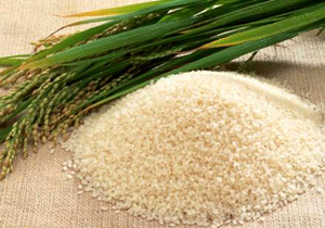 خرید توافقی ۲۳۶ تن برنج پر محصول در مازندران