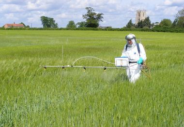 مبارزه با آفت سن در ۱۲ هزار هکتار اراضی دلفان پایان یافت