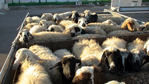 کشف 27 رأس گوسفند زنده قاچاق در بردسکن
