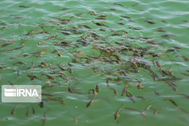 ۳۰۰ هزار قطعه بچه ماهی در خراسان جنوبی توزیع ‌می‌شود