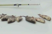 دستگیری صیاد غیرمجاز ماهی در بیله‌سوار