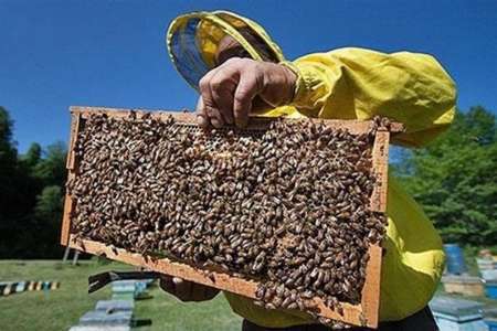 تولید بیش از 84 تن عسل در سیرجان