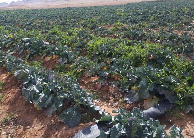برداشت کلم بروکلی از مزارع جهرم 90 تن پیش بینی شد