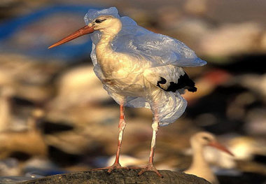 کیسه های پلاستیکی موجب خفگی جانوران می شوند