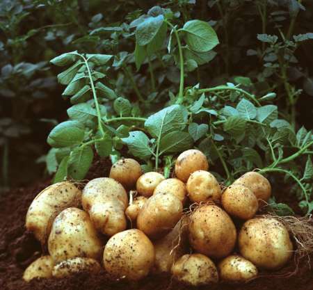 کاشت سیب زمینی در سه هزار هکتار از اراضی قروه انجام  می شود