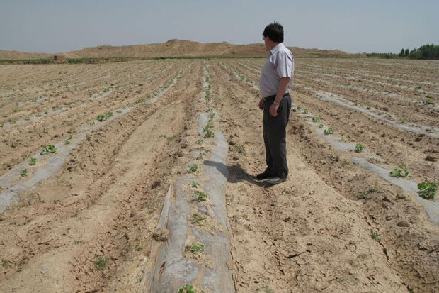 کشاورزان قزوینی بقایای پلاستیک را از مزارع جمع آوری کنند
