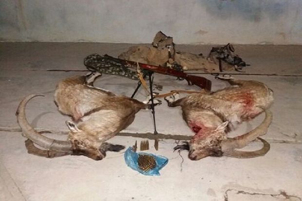 چهار شکارچی همراه ۲ لاشه کل وحشی در قروه دستگیر شدند