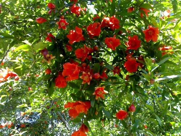 برداشت گل انار در مزارع شهرستان جهرم آغاز شد