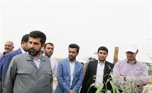 ایجاد اشتغال جدید در خوزستان از طریق کاشت درخت‌و تولید  چوب