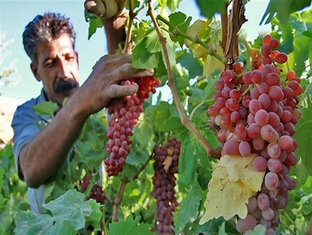 حاجی آباد هرمزگان مستعد تولید میوه های تابستانی