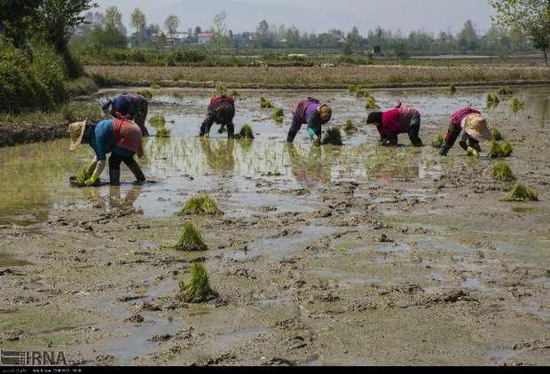 کشاورزی توام با بازسازی در روستاهای سیلزده مازندران