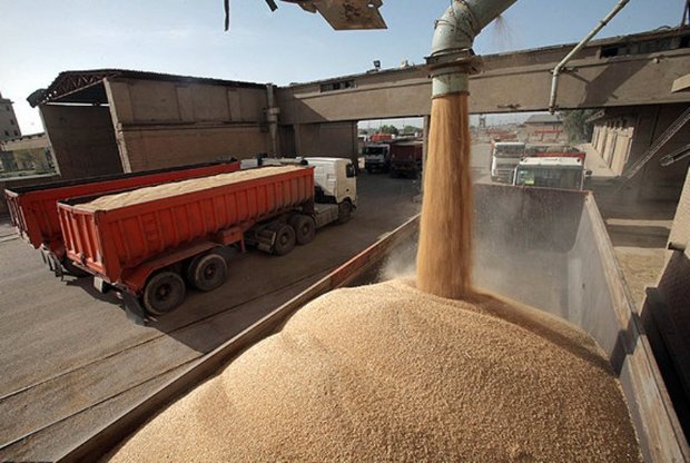 19 هزار تن گندم از کشاورزان شهرستان داراب خریداری شد
