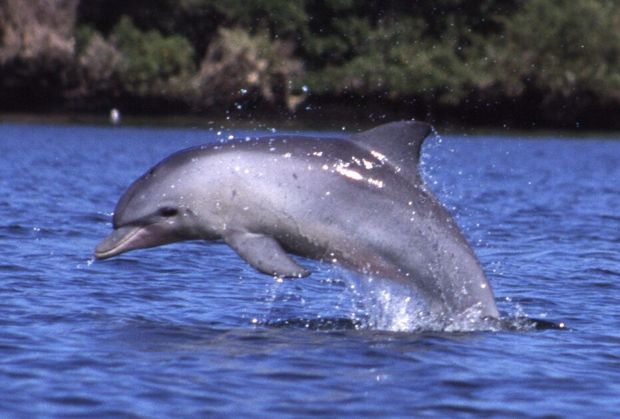 جمعیت جدیدی از دلفین گوژپشت در بوشهر شناسایی شد