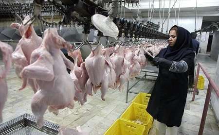 مرغ مازندران به3 کشور همسایه صادر می شود