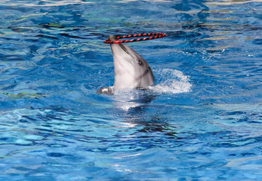 این دلفین رباتیک ویروس کرونا را تشخیص می دهد
