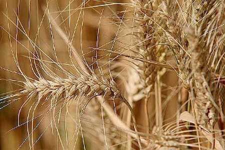 پیش بینی خرید 105 هزار تن گندم از کشاورزان در قروه