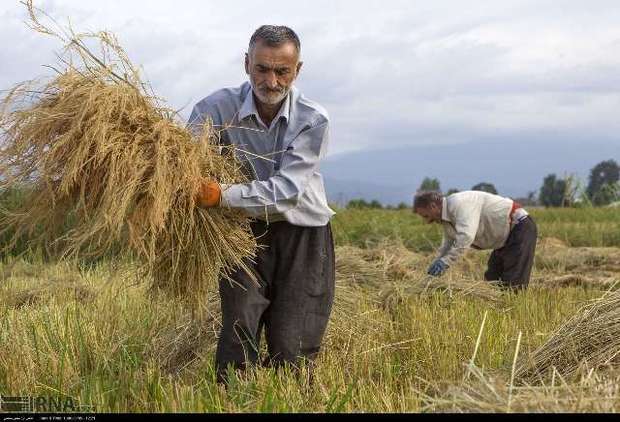 تولید محصول برنج در گیلان تا 15 درصد افزایش یافته است