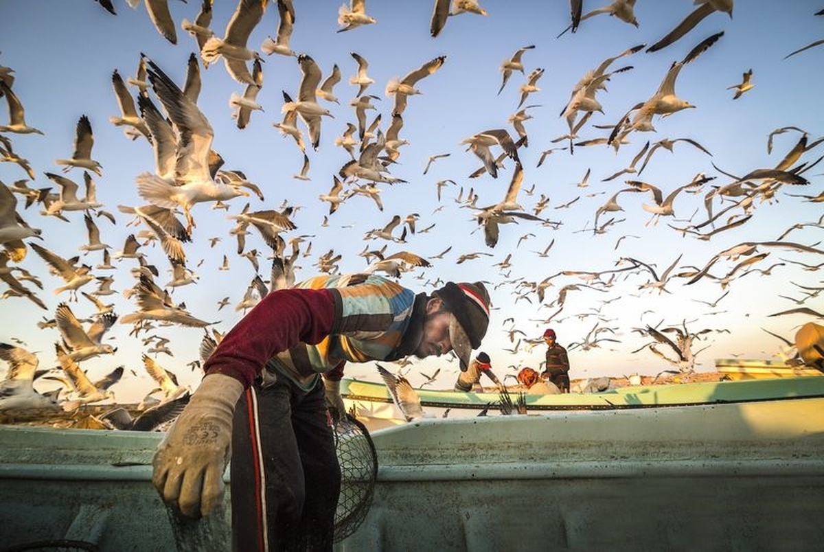  عکس زیبای نشنال جئوگرافیک/ مرغان دریایی ماهیگیر عمانی را محاصره کردند!
