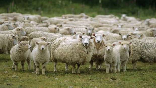 گوسفندان بزرگترین پایگاه نظامی آمریکا در اروپا را تهدید می کنند