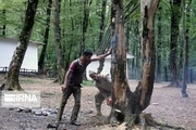 پارک جنگلی النگدره گرگان از درختان حادثه‌ساز پاکسازی شد