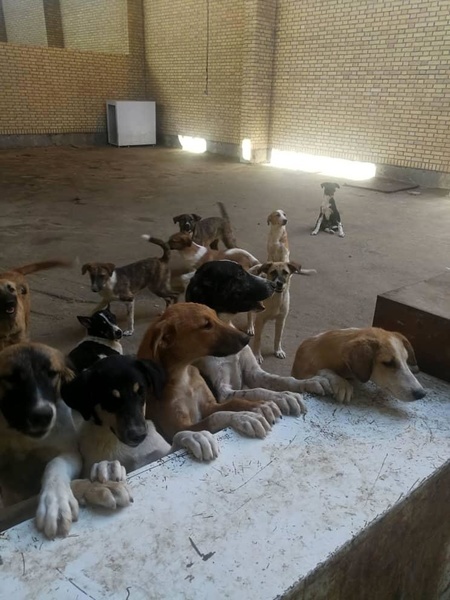 پناهگاه «یارا» در بندر امام خمینی، مأمن سگ‌های خیابانی  تلاش برای جلوگیری از کشتار سگ‌های بی‌سرپرست + عکس
