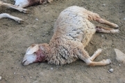5 راس گوسفند در راز و جرگلان طعمه گرگ شدند