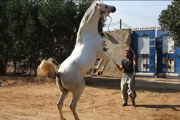 جشنواره زیبایی اسب کُرد در زنجان برگزار می شود