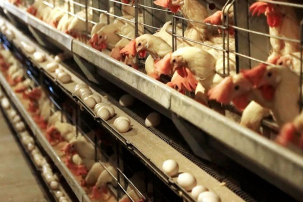 ۱۰۱ واحد مرغداری صنعتی در تربت جام فعال است