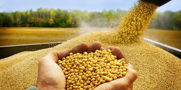 استحصال بیش از 220 تن بذر سویا  در استان اردبیل