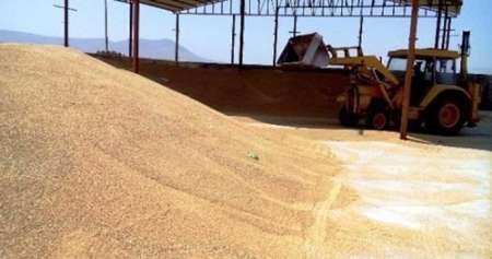 فرماندار: 60 هزار تن گندم در رودبار جنوب تولید شد