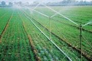 گسترش مزارع توت فرنگی و بهره برداری از 98 طرح کشاورزی در سقز