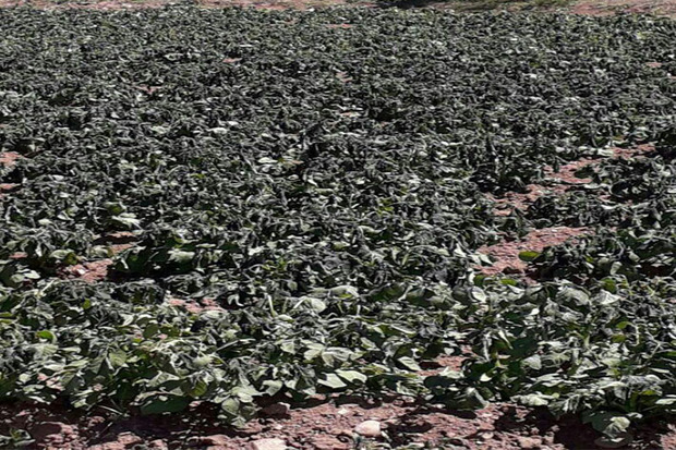 سرما 820 میلیارد ریال به محصولات زراعی زنجان خسارت زد