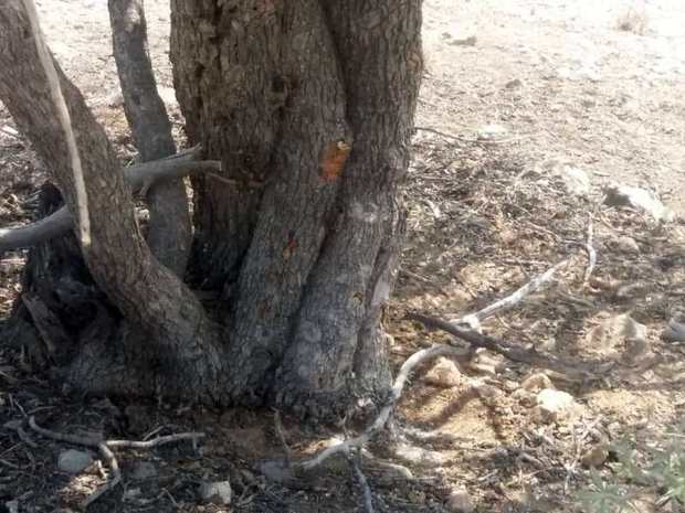 رئیس اداره منابع طبیعی پاسارگاد: تیغ زدن درختان ممنوع است