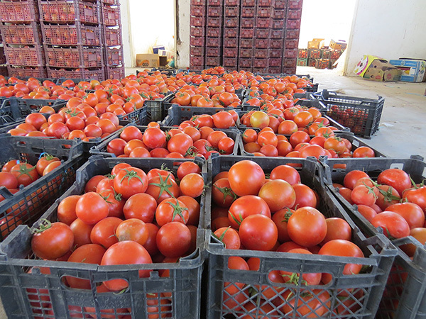 صادرات 50 تن گوجه فرنگی از لادیز میرجاوه به روسیه
