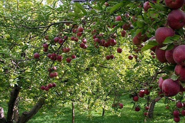 50 درصد سیب آذربایجان شرقی در مراغه تولید می شود