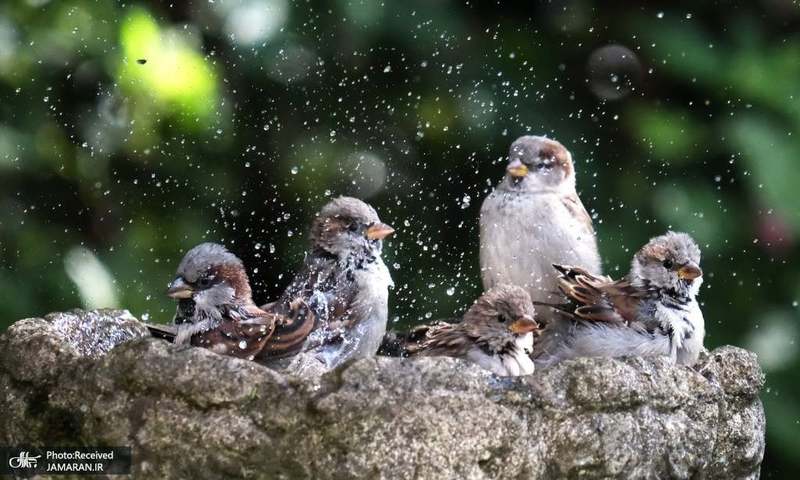 منتخب تصاویر امروز جهان- 12 مهر