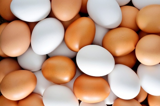 صدور مجوز واردات تخم مرغ از سوی وزیر کشاورزی