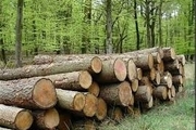 کشف ۴۰ تن چوب قاچاق در شهرستان میانه
