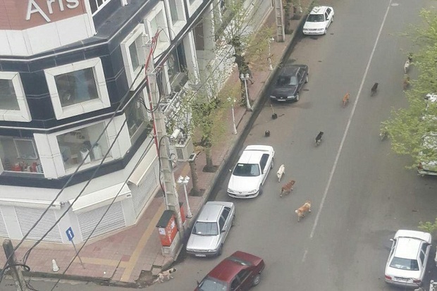 شهروندان تالش خواستار جمع آوری سگ های ولگرد هستند