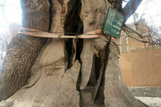 وضعیت نامساعد چنار 1200 ساله در نصرآباد یزد  احتمال شکستگی شاخه‌ها