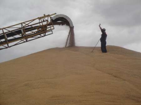 سطح زراعت گندم در بیله سوار 15 درصد کاهش یافت