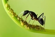 روش از بین بردن مورچه خاک گلدان / طبیعی و شیمیایی